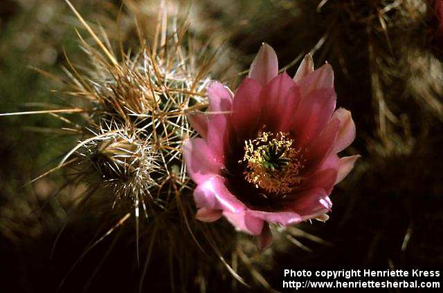 Strawberry hedgehog cactus